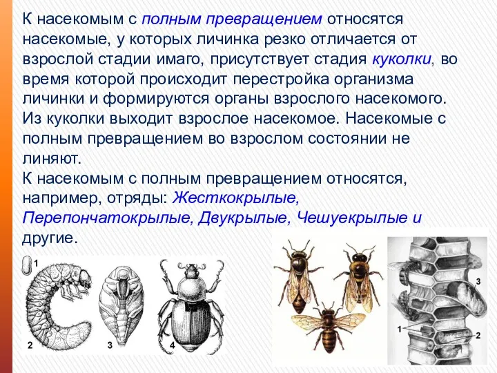 К насекомым с полным превращением относятся насекомые, у которых личинка