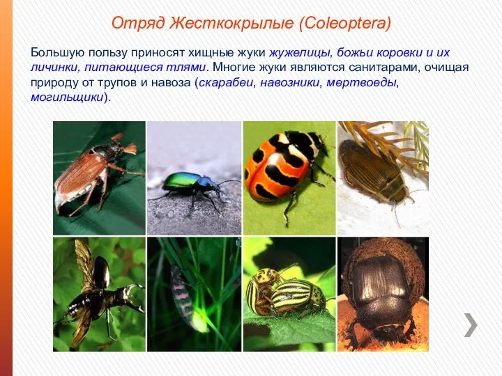 Отряд Жесткокрылые (Coleoptera) Большую пользу приносят хищные жуки жужелицы, божьи