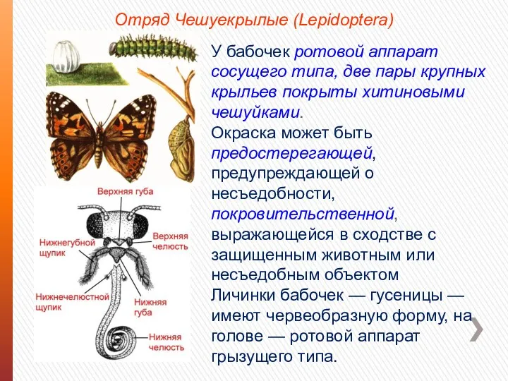 Отряд Чешуекрылые (Lepidoptera) У бабочек ротовой аппарат сосущего типа, две