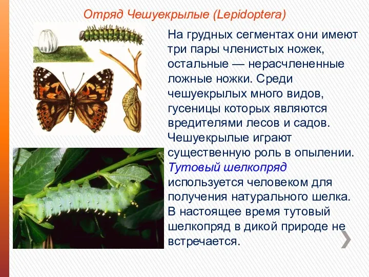 Отряд Чешуекрылые (Lepidoptera) На грудных сегментах они имеют три пары