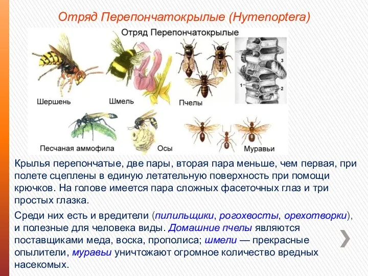 Отряд Перепончатокрылые (Hymenoptera) Крылья перепончатые, две пары, вторая пара меньше,