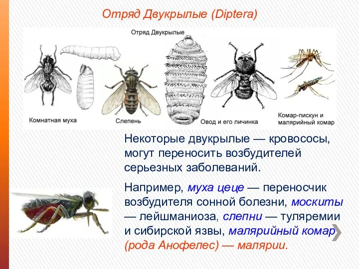 Отряд Двукрылые (Diptera) Некоторые двукрылые — кровососы, могут переносить возбудителей