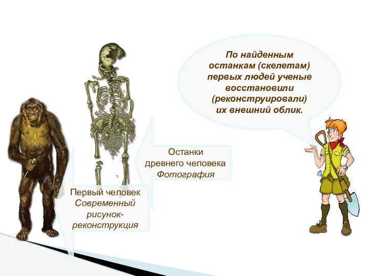 По найденным останкам (скелетам) первых людей ученые восстановили (реконструировали) их