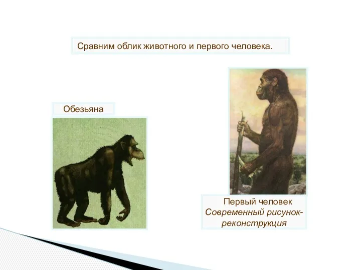 Первый человек Современный рисунок-реконструкция Обезьяна Сравним облик животного и первого человека.