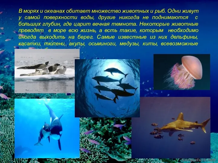 В морях и океанах обитает множество животных и рыб. Одни живут у самой