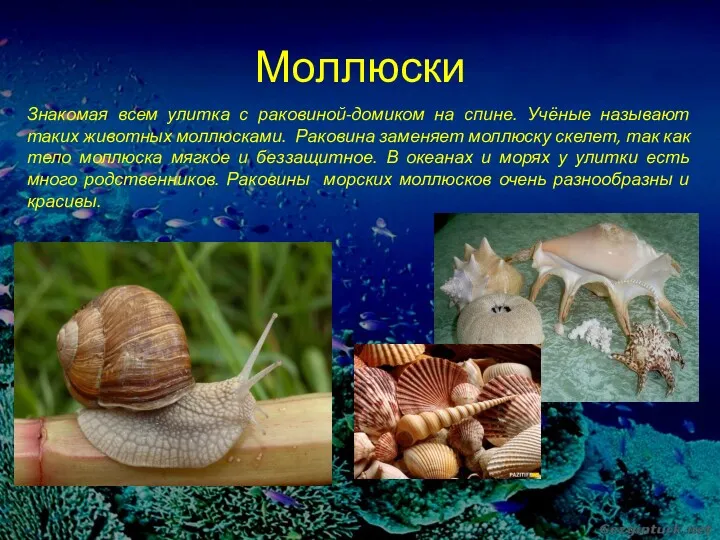 Моллюски Знакомая всем улитка с раковиной-домиком на спине. Учёные называют таких животных моллюсками.