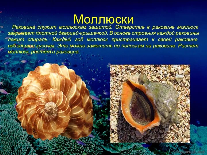 Моллюски Раковина служит моллюскам защитой. Отверстие в раковине моллюск закрывает плотной дверцей-крышечкой. В