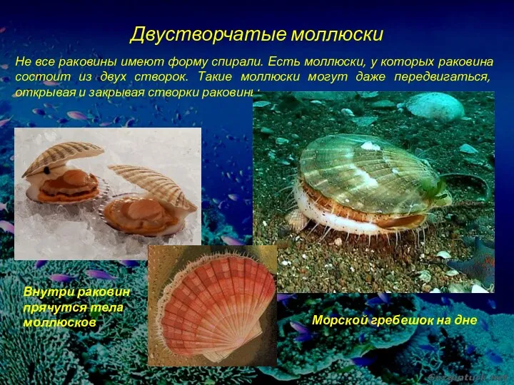 Двустворчатые моллюски Не все раковины имеют форму спирали. Есть моллюски, у которых раковина