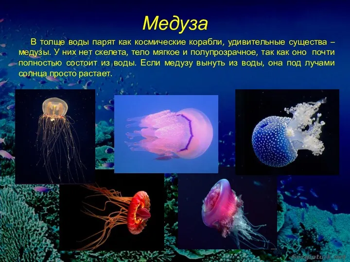 Медуза В толще воды парят как космические корабли, удивительные существа – медузы. У