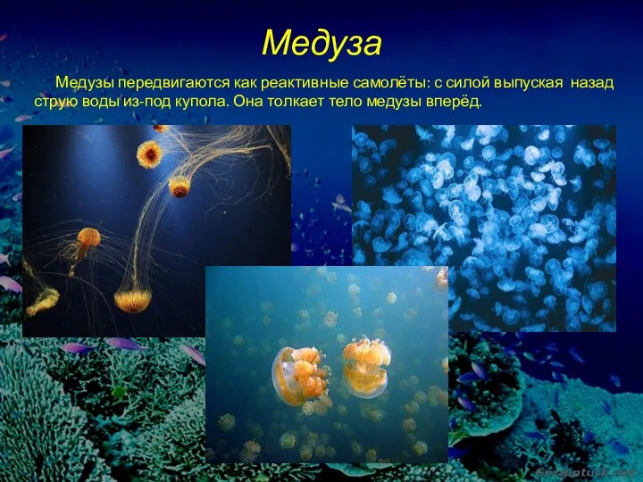 Медуза Медузы передвигаются как реактивные самолёты: с силой выпуская назад струю воды из-под