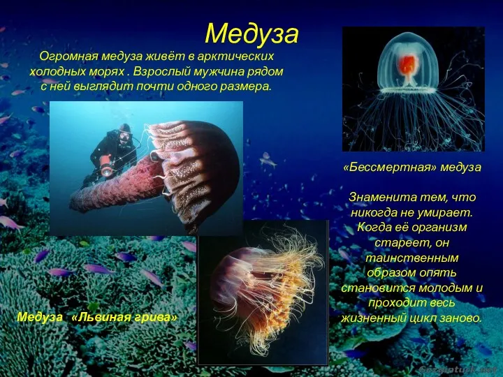Медуза Огромная медуза живёт в арктических холодных морях . Взрослый мужчина рядом с