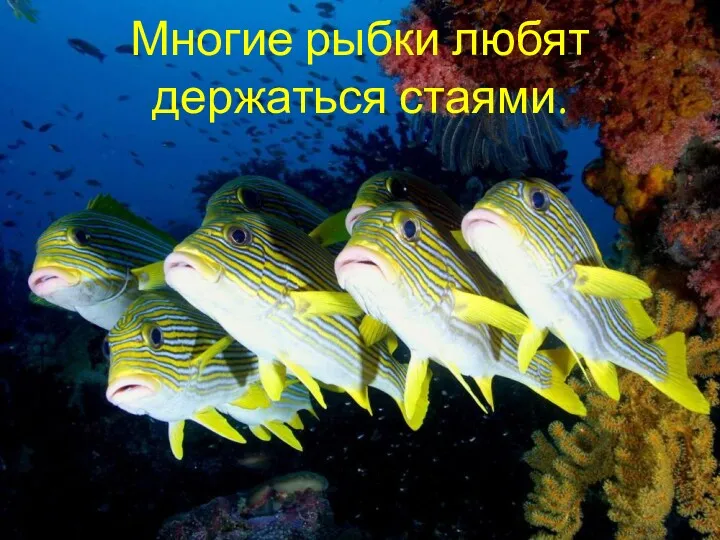 Многие рыбки любят держаться стаями.