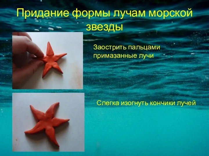 Придание формы лучам морской звезды Заострить пальцами примазанные лучи Слегка изогнуть кончики лучей