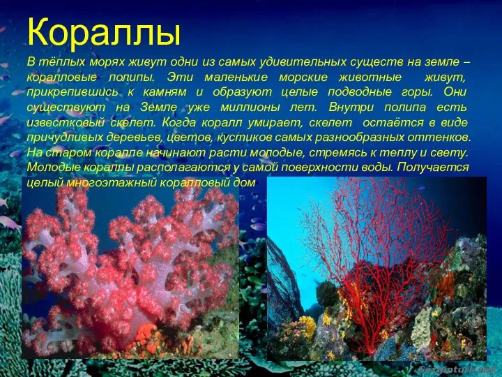 Кораллы В тёплых морях живут одни из самых удивительных существ на земле –