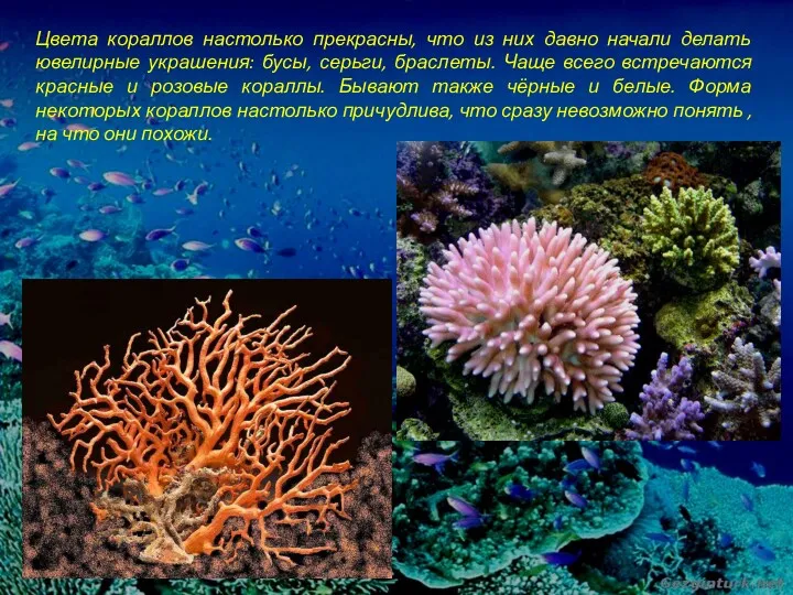 Цвета кораллов настолько прекрасны, что из них давно начали делать ювелирные украшения: бусы,