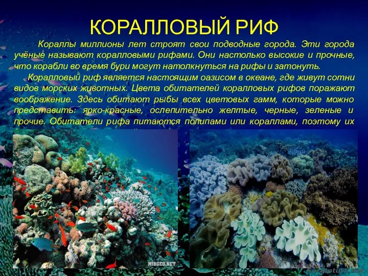 Кораллы миллионы лет строят свои подводные города. Эти города учёные называют коралловыми рифами.