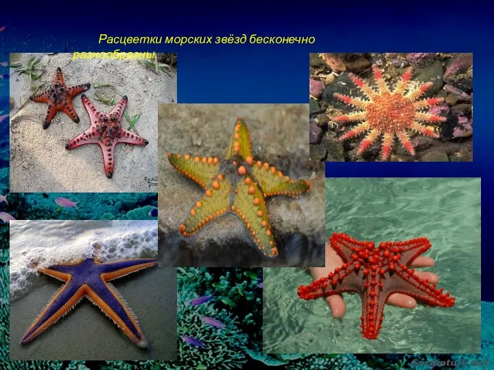 Расцветки морских звёзд бесконечно разнообразны.