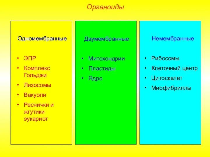 Органоиды Одномембранные ЭПР Комплекс Гольджи Лизосомы Вакуоли Реснички и жгутики