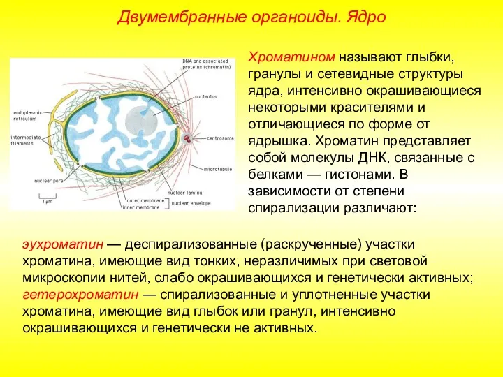 Хроматином называют глыбки, гранулы и сетевидные структуры ядра, интенсивно окрашивающиеся