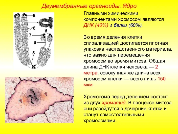 Главными химическими компонентами хромосом являются ДНК (40%) и белки (60%).