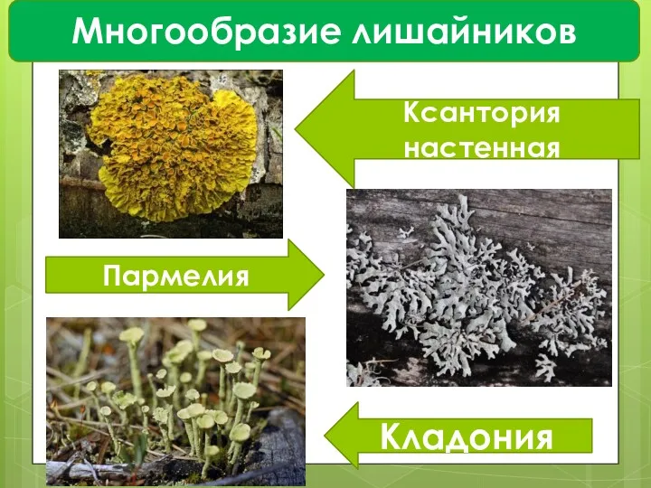 Многообразие лишайников Ксантория настенная Пармелия Кладония