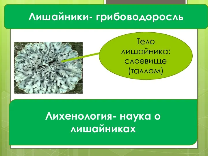 Лишайники- грибоводоросль Тело лишайника: слоевище (таллом) Лихенология- наука о лишайниках