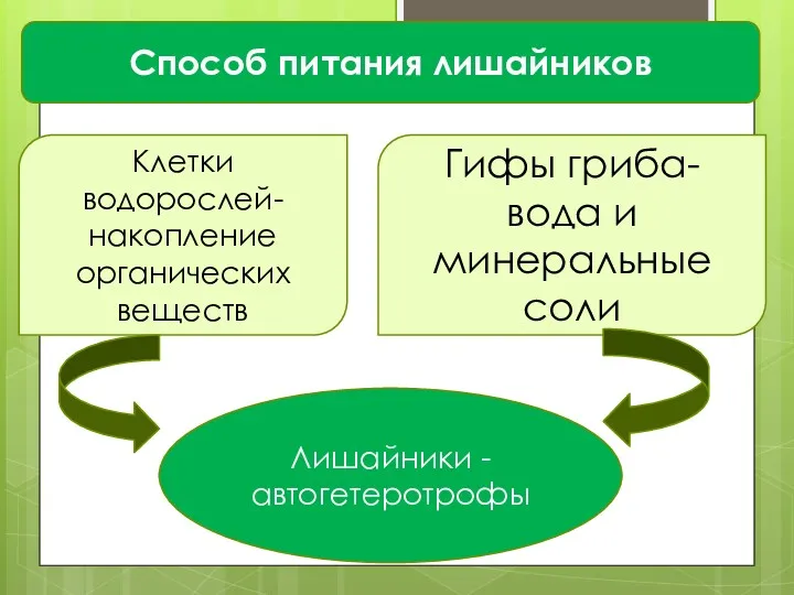 Способ питания лишайников Клетки водорослей- накопление органических веществ Гифы гриба-