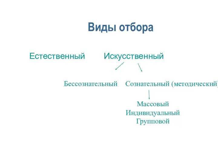 Виды отбора Естественный Искусственный Бессознательный Сознательный (методический) Массовый Индивидуальный Групповой