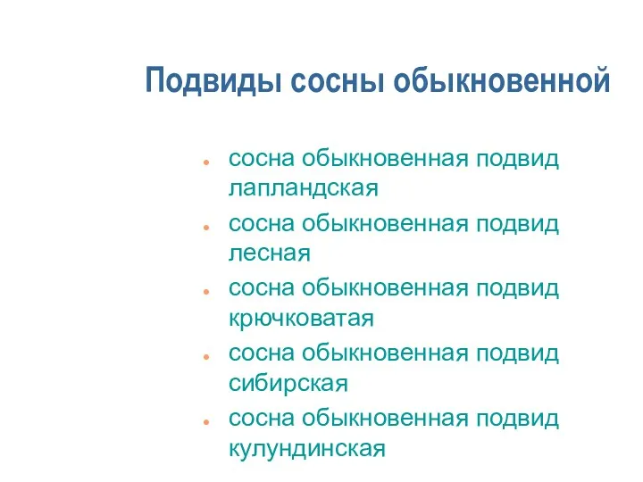 Подвиды сосны обыкновенной сосна обыкновенная подвид лапландская сосна обыкновенная подвид лесная сосна обыкновенная