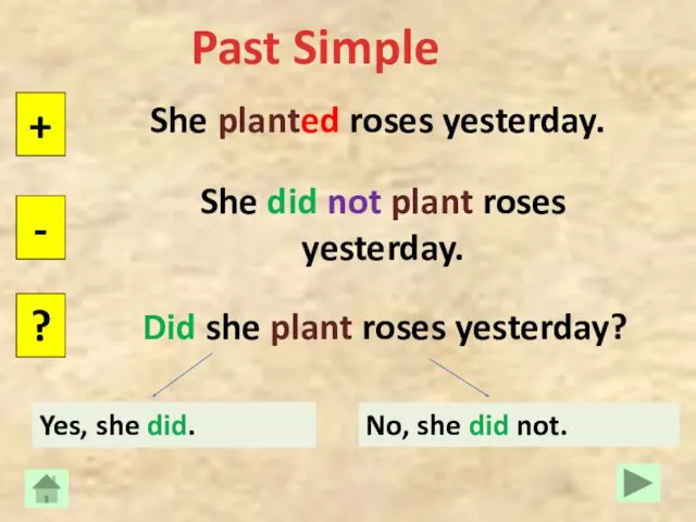 Past Simple She planted roses yesterday. + - ? She did not plant