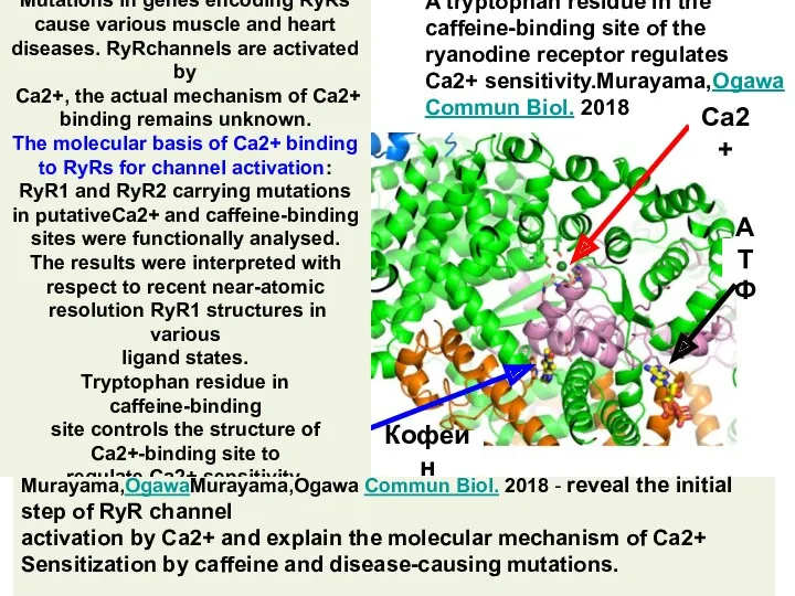 A tryptophan residue in the caffeine-binding site of the ryanodine