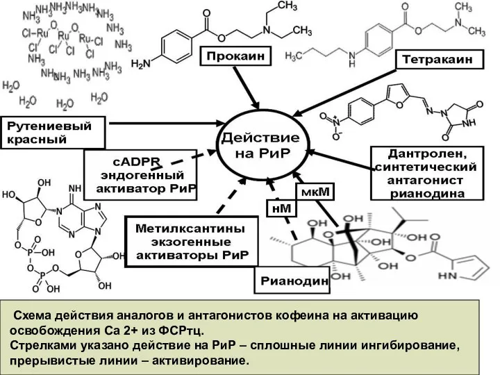 Схема действия аналогов и антагонистов кофеина на активацию освобождения Са 2+ из ФСРтц.