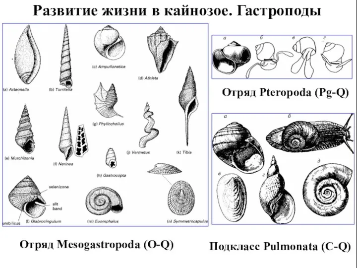 Развитие жизни в кайнозое. Гастроподы Отряд Pteropoda (Pg-Q) Отряд Mesogastropоda (O-Q) Подкласс Pulmonata (C-Q)