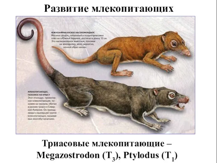 Развитие млекопитающих Триасовые млекопитающие – Megazostrodon (T3), Ptylodus (T1)
