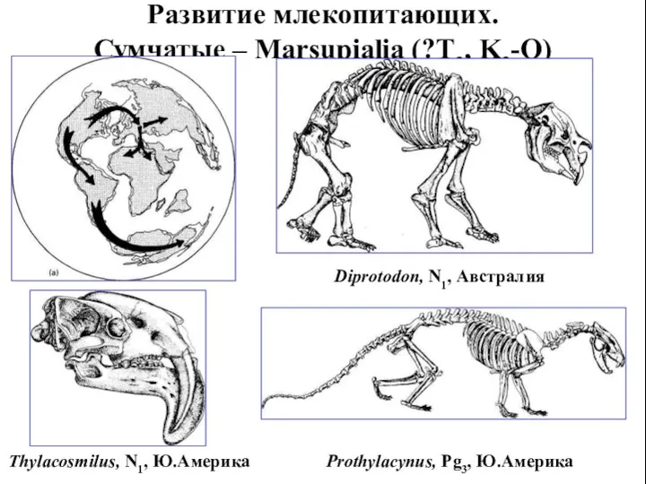 Развитие млекопитающих. Сумчатые – Marsupialia (?T3, K2-Q) Diprotodon, N1, Австралия Prothylacynus, Pg3, Ю.Америка Thylacosmilus, N1, Ю.Америка