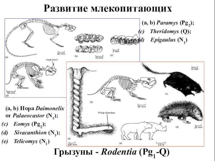 Развитие млекопитающих (a, b) Paramys (Pg2); Theridomys (Q); Epigaulus (N1)