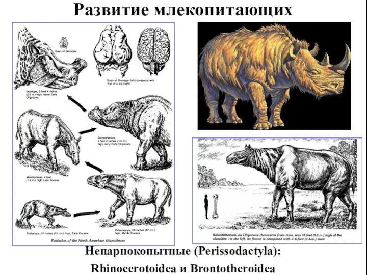 Развитие млекопитающих Непарнокопытные (Perissodactyla): Rhinocerotoidea и Brontotheroidea