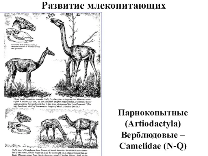 Развитие млекопитающих Парнокопытные (Artiodactyla) Верблюдовые – Camelidae (N-Q)
