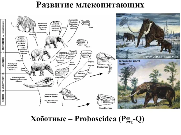 Развитие млекопитающих Хоботные – Proboscidea (Pg2-Q)
