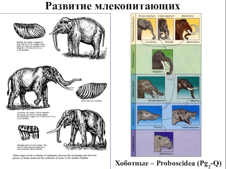 Развитие млекопитающих Хоботные – Proboscidea (Pg2-Q)