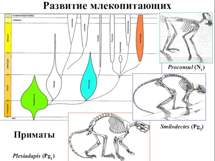 Развитие млекопитающих Приматы Plesiadapis (Pg1) Proconsul (N1) Smilodectes (Pg2)