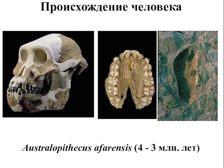 Происхождение человека Australopithecus afarensis (4 - 3 млн. лет)