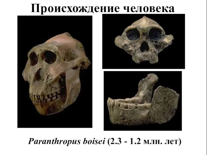 Происхождение человека Paranthropus boisei (2.3 - 1.2 млн. лет)