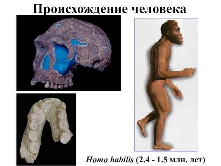 Происхождение человека Homo habilis (2.4 - 1.5 млн. лет)