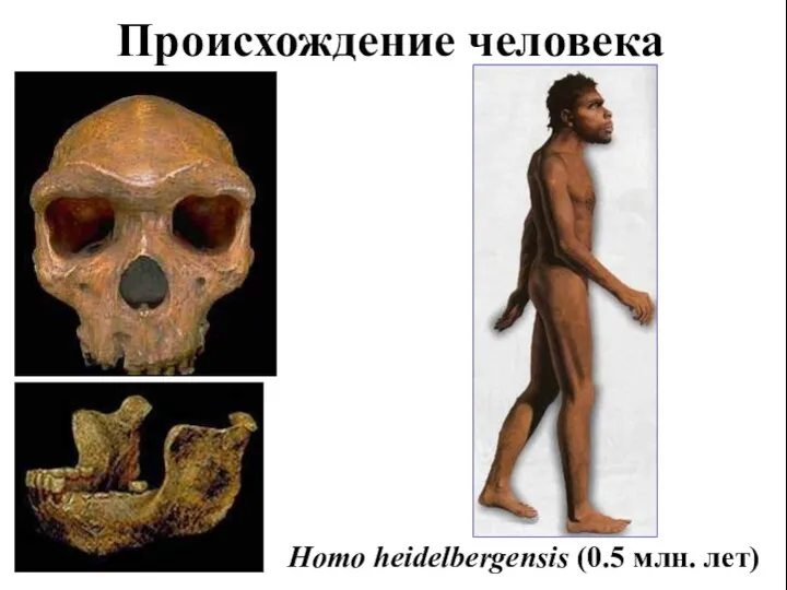 Происхождение человека Homo heidelbergensis (0.5 млн. лет)
