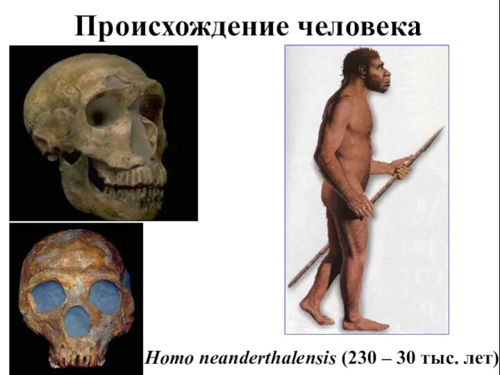 Происхождение человека Homo neanderthalensis (230 – 30 тыс. лет)