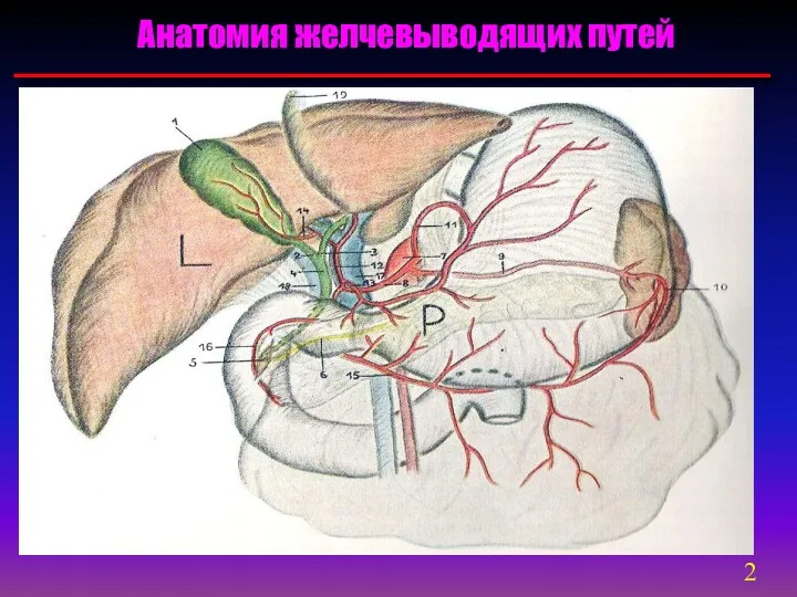 Анатомия желчевыводящих путей