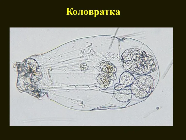 Коловратка