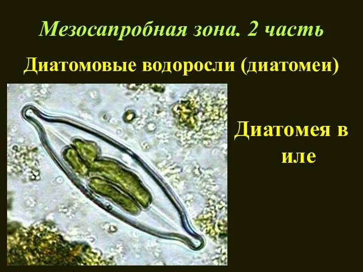 Мезосапробная зона. 2 часть Диатомовые водоросли (диатомеи) Диатомея в иле