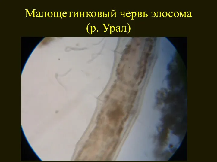 Малощетинковый червь элосома (р. Урал)